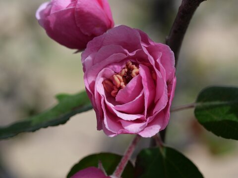 Close-Up of Pink Brandywine Crabapple Flower (Malus &lsquo;Brandywine&rsquo;) with Bud, Colorado Spring
