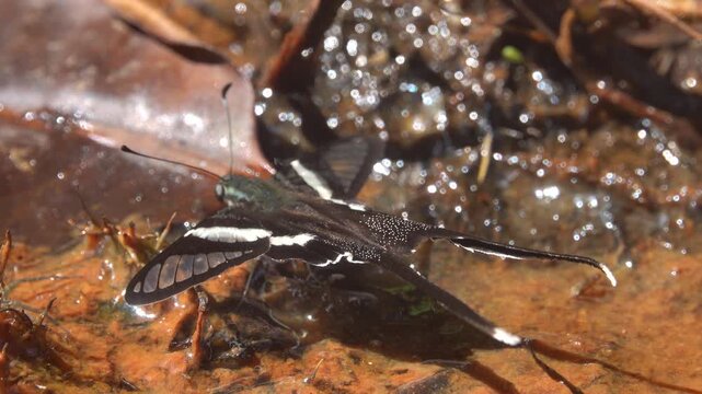A swallowtail butterfly White dragontail, Lamproptera curius in the coastal rain forest of Thailand sucks iron oxide as micronutrient from a stream and sprays liquid with a pheromone