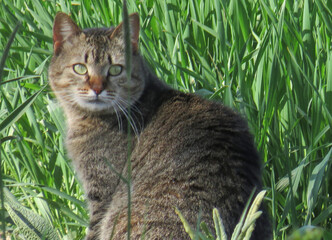 A cat is sitting among the grass © Herman Vlad