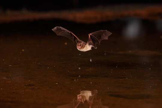 01821-00105 Big Brown Bat (Eptesicus fuscus) skimming pond for a drink Pima Co. AZ