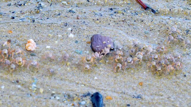 Feeding behavior, A column of crabs moves with the tide and sticks food into their mouths with their claws
