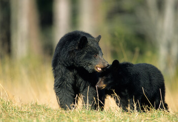 01872-007.05  Black Bear (Ursus americanus) female with 2 cubs  Great Smoky Mountains National Park  TN © Daybreak Imagery