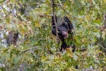 01872-01213 Black Bear(Ursus americanus) cub eating acorns in oak tree Great Smoky Mountains NP TN © Daybreak Imagery