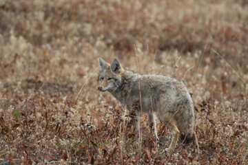 Obraz premium 01864-03415 Coyote (Canis latrans) Yellowstone National Park, WY