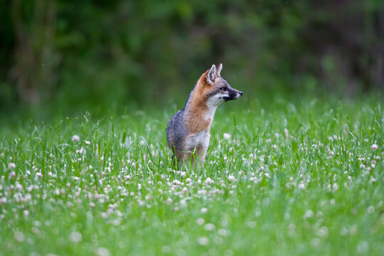 01867-00111 Gray Fox (Urocyon cinereoargenteus) female in field, Holmes Co, MS