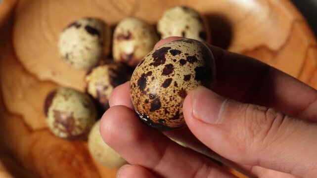 quail eggs in hand