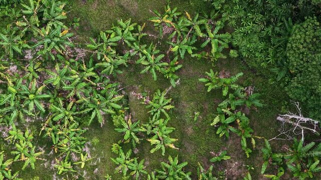 Aerial drone view of banana plantation rows in tropical farmland