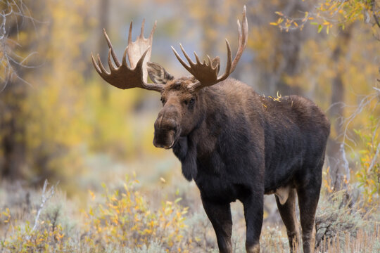 01979-00513 Moose (Alces alces) bull in fall, Grand Teton National Park, WY