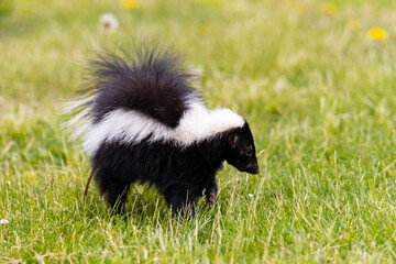 Naklejka premium 01890-00618 Striped Skunk (Mephitis mephitis) digging for food Marion Co. IL
