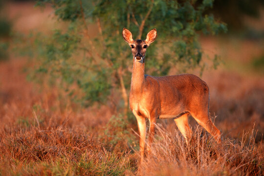 01982-04920 White-tailed Deer (Odocoileus virginianus) Starr Co. TX
