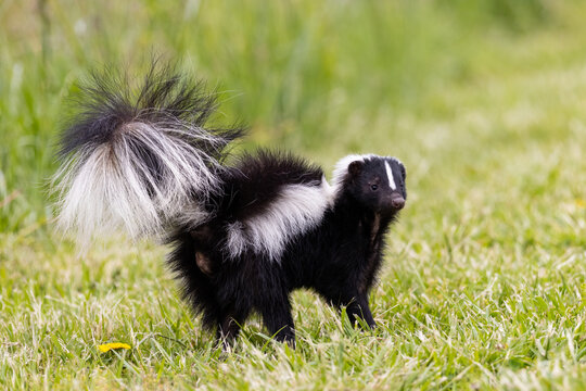 01890-00609 Striped Skunk (Mephitis mephitis) digging for food Marion Co. IL