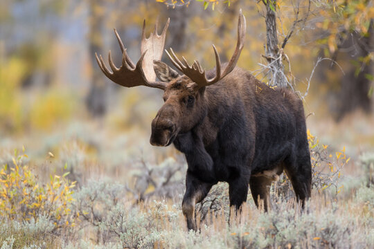 01979-00503 Moose (Alces alces) bull in fall, Grand Teton National Park, WY