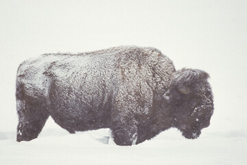 01985-00907 Bison (Bison bison) in snowstorm Yellowstone NP   WY © Daybreak Imagery