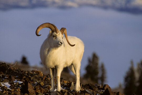 01989-00101 Dall sheep (Ovis dalli) ram Yukon   Canada