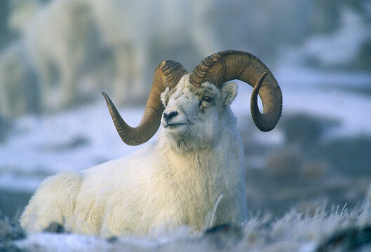 01989-002.09 Dall sheep (Ovis dalli) ram in fog in winter, Yukon   Canada
