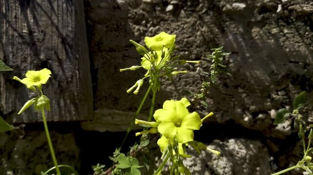Bermuda buttercup, Oxalis pes-caprae, grows on a stone wall made of Jerusalem limestone, a yellow flower swaying in the wind.