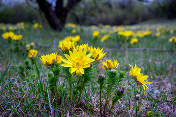 Fototapeta premium Adonis vernalis, also known as Spring Pheasant’s Eye 