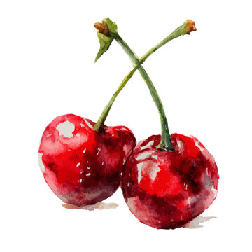 Realistic watercolor painting of two bright red cherries with stems