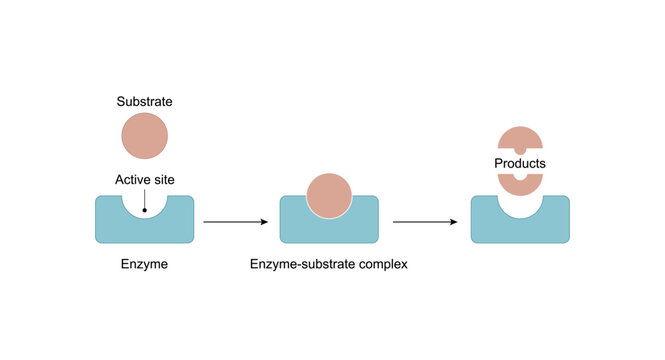 Enzyme function. substrate, enzyme, enzyme-substrate complex. Enzymatic reaction. Key and lock. Scientific design. Vector illustration.	