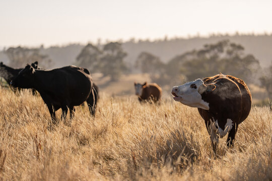 stud wagyu cows and bull in a sustainable agriculture field in summer. fat cow in a field. mother cow with baby