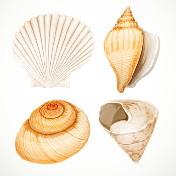 Set realistic seashells isolated on white background