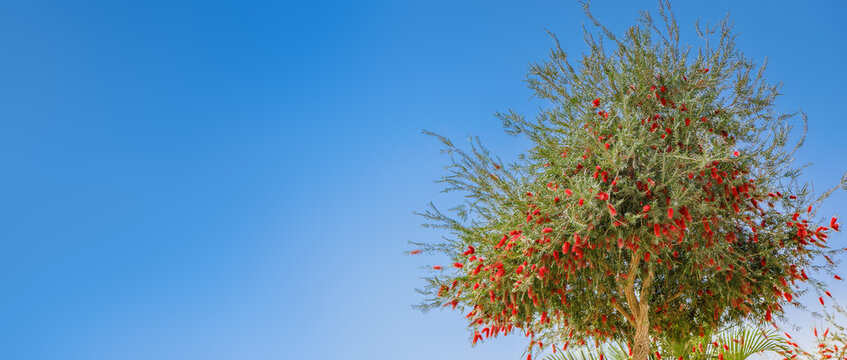 Beautiful bottlebrush tree with many red cylindrical blossoms growing in a tropical garden, bright flora landscape under a sunny summer sky with copy-space