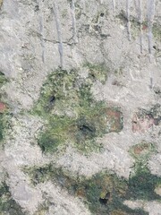 Naklejka premium Weathered stone wall texture with patches of green moss and peeling paint