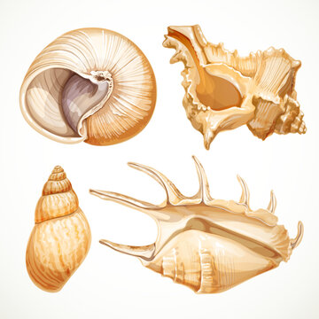 Set realistic seashells isolated on white background 2