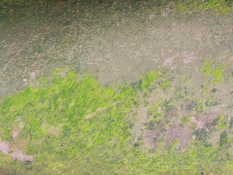 Weathered concrete surface with green moss and algae growth texture