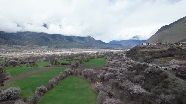 Drone view of Gutong village in Bomi County, Nyingchi, Tibet, China. Beautiful pink peach blossoms with snow covered mountains and green wheat field. 4k real time footage, travel concept.