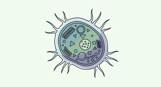 Microscopic Amoeba Cell Illustration with Pseudopods.