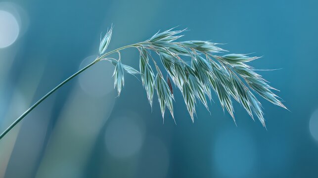 A delicate blue-green grass spike with soft background bokeh and airy texture