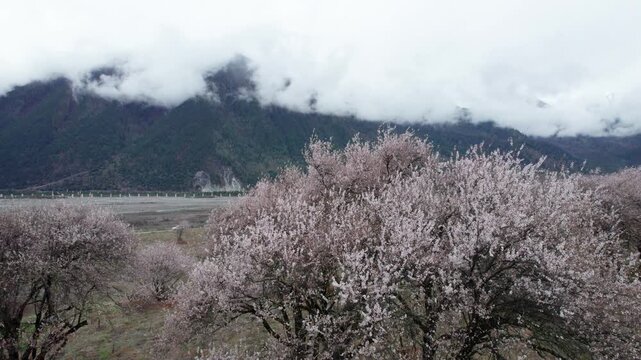 Drone view of village in Bomi County, Nyingchi, Tibet, China. Beautiful pink peach blossoms with snow covered mountains and white clouds background. 4k real time footage, travel concept.
