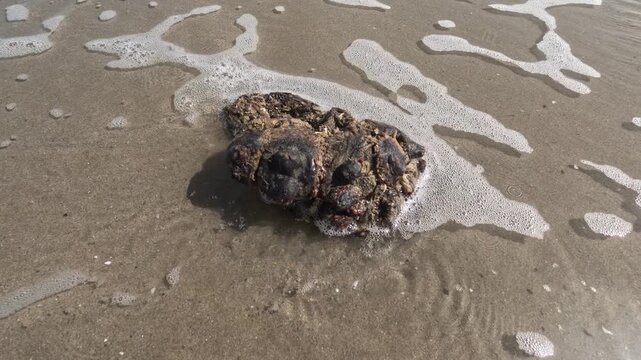 Sea potato, a distinctive marine organism found near shorelines, with bright orange interior and strong scent, commonly used as bait for Sargo and other coastal fish species.