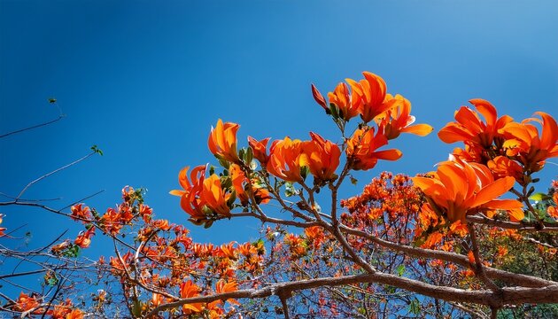 vibrant orange butea monosperma flowers on branches against clear blue sky in summer