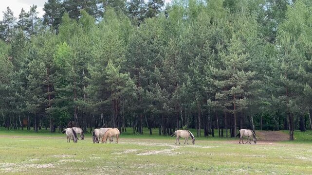 Calm Rural Landscape Showing Herd Of wild horse Feeding 