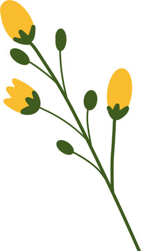 yellow water dropwort flower