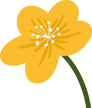 yellow water dropwort flower