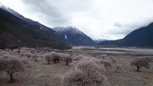 Drone view of village in Bomi County, Nyingchi, Tibet, China. Beautiful pink peach blossoms with snow covered mountains and white clouds background. 4k real time footage, travel concept.