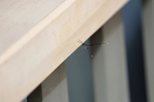 Gasteruptiid Wasp (Pseudofoenus) in flight, South Australia