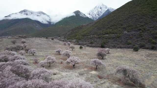 Drone view of village in Bomi County, Nyingchi, Tibet, China. Beautiful pink peach blossoms with snow covered mountains and white clouds background. 4k real time footage, travel concept.