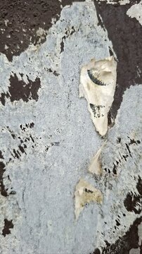 Torn poster abstract collage time-lapse background