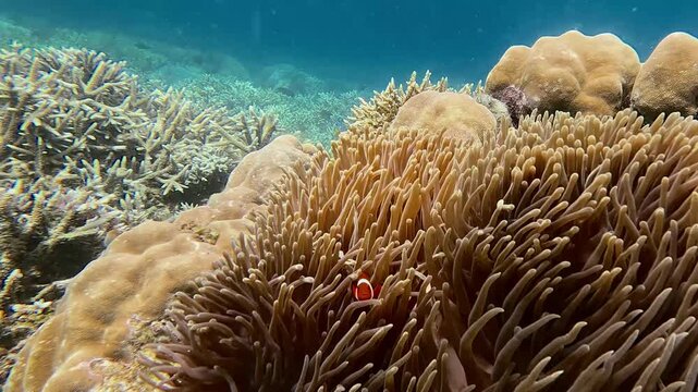 Dolly forward candid underwater scene to a colony of sea anemone swaying violently in the current while a clownfish defends it in a vivid natural coral reef habitat in Dauin, Philippines