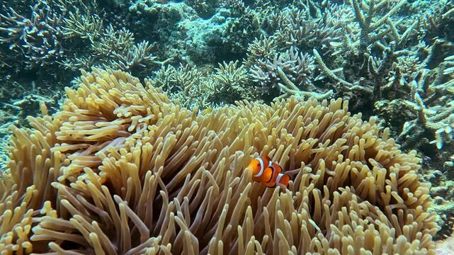 A ocellaris clownfish (Amphiprion ocellaris) among a colony of sea anemone being violently swayed left and right by the strong underwater current observed during snorkeling. Dauin, Philippines