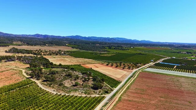 Rows of green vineyards cover the land, mixed with patches of brown earth. A road runs through the fields, surrounded by hills in the distance on a sunny day.