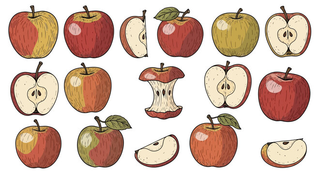 variety of hand drawn apples and apple slices showing whole fruits halves and core in an engraved vintage style on white background.