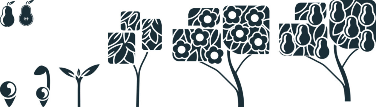 Educational life cycle of a pear tree (Pyrus communis), flat minimalist infographic icon set