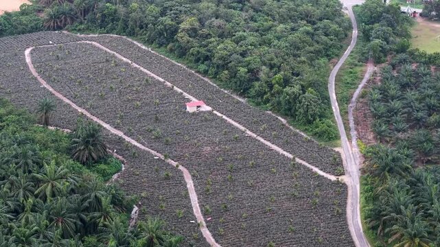 Aerial view of pineapple farm plots with access tracks, adjacent forest and a small farm building.