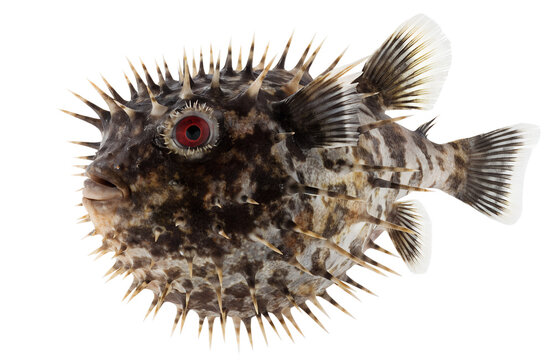 Realistic spiky pufferfish isolated on white background. Marine fish with inflated round body