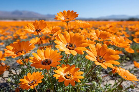 Orange spring flowers blooming in vast desert field